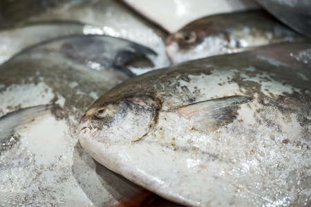 pompano fishpompano fishの写真素材