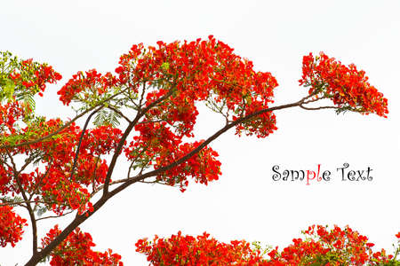 Royal Poinciana, Flamboyant, Flame Tree, that is the way of the countryside.の写真素材