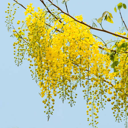 Cassia fistula flower on sky background