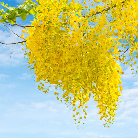 Cassia fistula flower on sky backgroundの写真素材