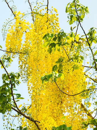 Cassia fistula flower on sky backgroundの写真素材