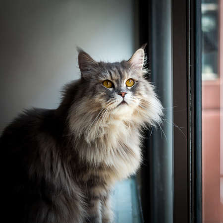 Persian Cats sit on the sill window.の写真素材
