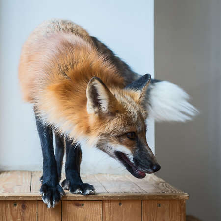 A red fox standing on a wooden crate.
