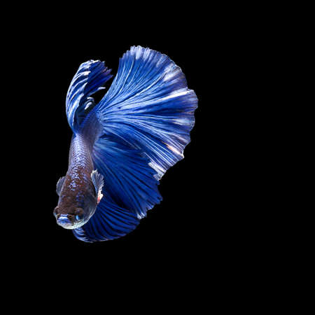 Blue betta fish, siamese fighting fish beauty and freedom isolated on black background