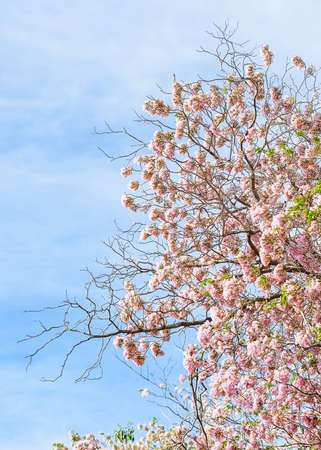 Pink trumpet or pink Tabebuia blossom.