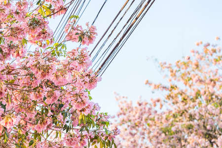 Pink trumpet or pink Tabebuia blossom.