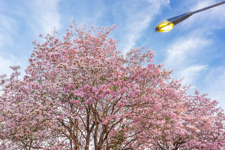 Pink trumpet or pink Tabebuia blossom.