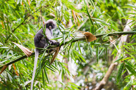 Dusky leaf monkey sitting on a branch in a bamboo forest.の写真素材