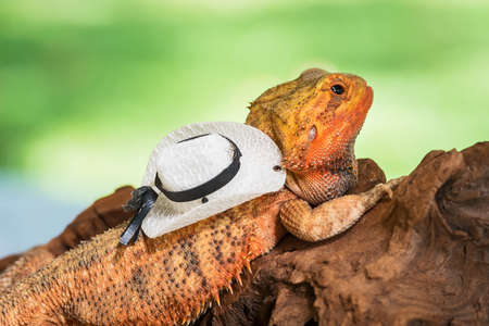 Close up of Iguana Lizard waring hat.の写真素材