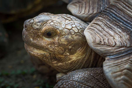 Close up Head turtles.の写真素材