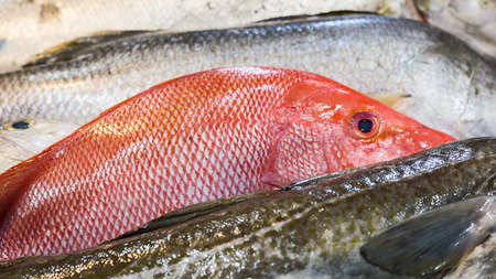 Close-up of fresh Red Snapper fish.の写真素材