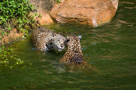 Leopard in a pond.の写真素材