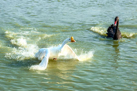 Black swan, Black-necked swan, and white Gooseの写真素材