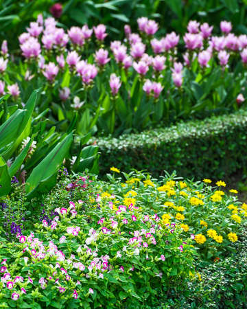 colorful flower in the garden.の写真素材