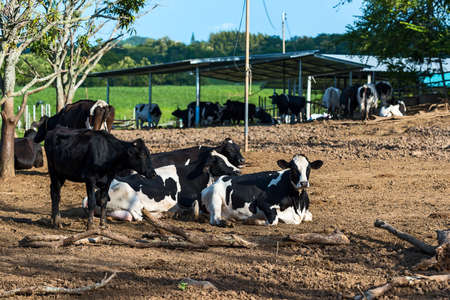 Cows are free to roam and rest around in the farm,in evening.の写真素材