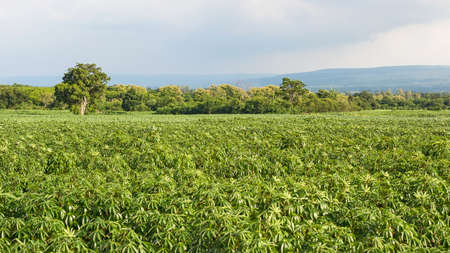 Cassava plantation Northeast of Thailandの写真素材