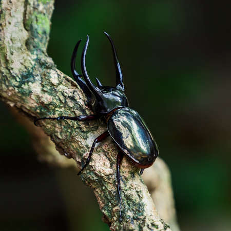 Insects, beetles,Giant rhinoceros beetle (Chalcosoma caucasus)の写真素材