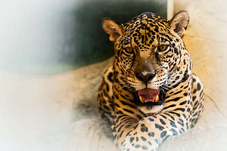 Jaguar portrait in the zoo.の写真素材