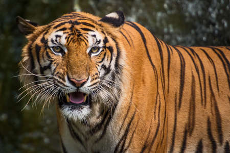 Tiger looking something with interest.の写真素材
