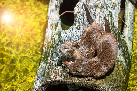 Two Oriental small clawed otters, aonyx cinerea sitting on the log near water.の写真素材