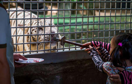 girl feeding white tiger in cage.の写真素材