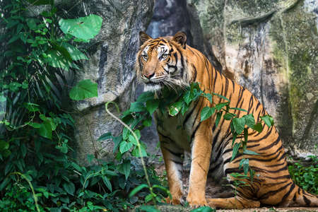 Tiger looking something with interest.の写真素材
