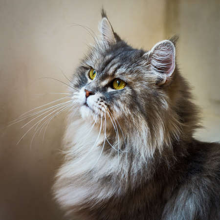 A persian cat sit on chair.の写真素材