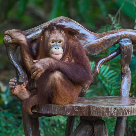 chimpanzee sitting on chair.の写真素材