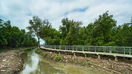 Mangrove concrete bridge.