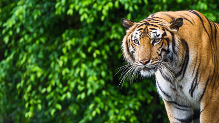Tiger looking something with interest.の写真素材