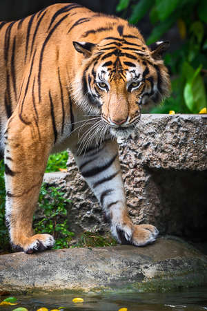 Tiger looking something with interest.の写真素材