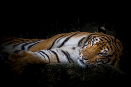 Tiger lying relax in the zoo.の写真素材