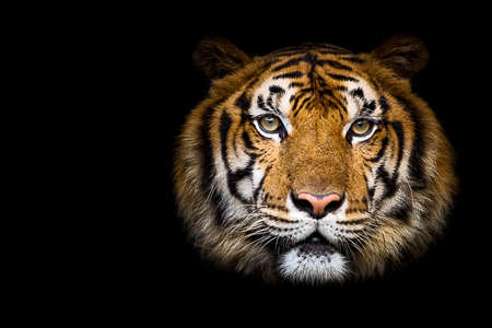 Tiger looking at me, Isolated on a black background.の写真素材