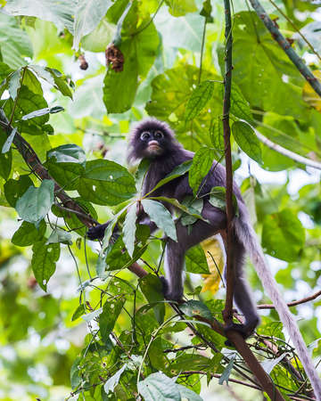 Dusky leaf monkey sitting on a branch in a bamboo forest.の写真素材