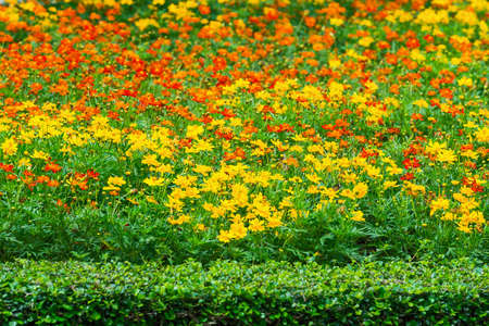 Marigolds in the flowerbed.の写真素材