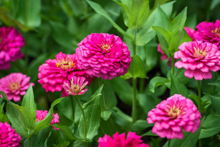 Zinnia Elegans Flowers. (Selective Focus)