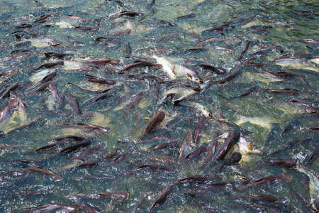 Pangasius in the river many fish competing for food Pangasius farmの写真素材
