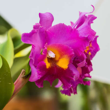 beautiful Purple Cattleya orchid flowers.の写真素材