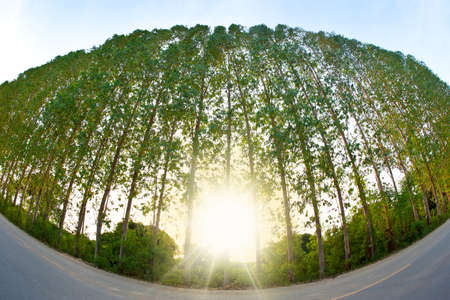 Street trees taken with the lens wide backlit.