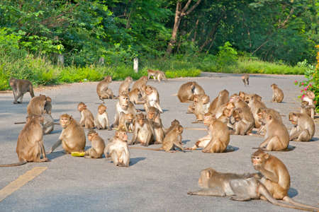 Sit on Monkey Forest Road.の写真素材