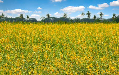 Yellow flower fields with mountain and blue sky background