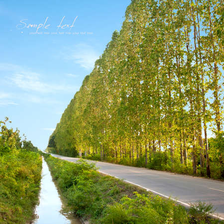 Street trees taken with the lens. Sunlightの写真素材