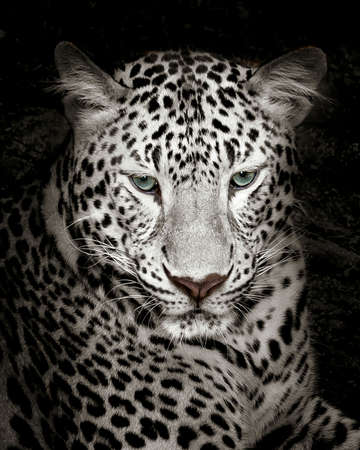 Leopard