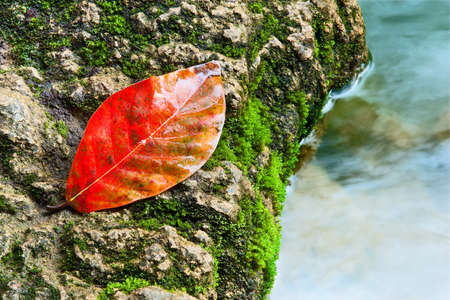 Leaves in streams.