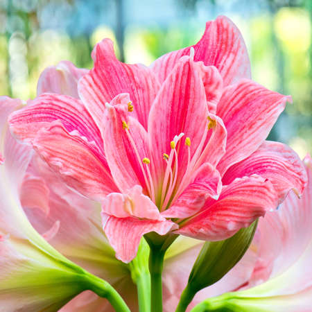 Pink Lily in the gardenの写真素材