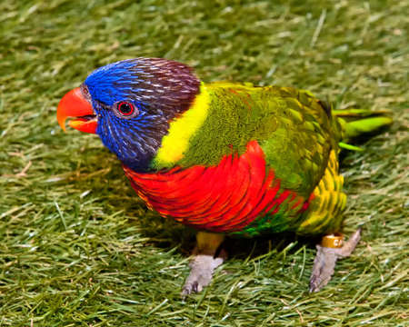 Rainbow Lory standing on a tree branch, parrot
