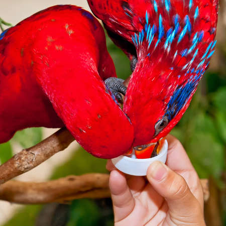 Close up parrots Lories are nectar