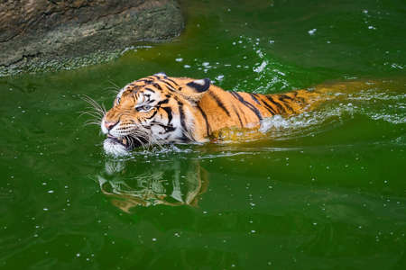 The tigers are angry in the pond.