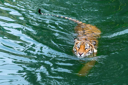 Large Bengal Tiger Swimming In The Pond.の写真素材