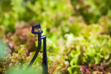 Close up springer watering the garden.の写真素材